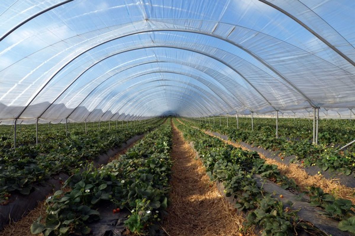 NFU warns drop in UK-grown crops due to rising gas prices