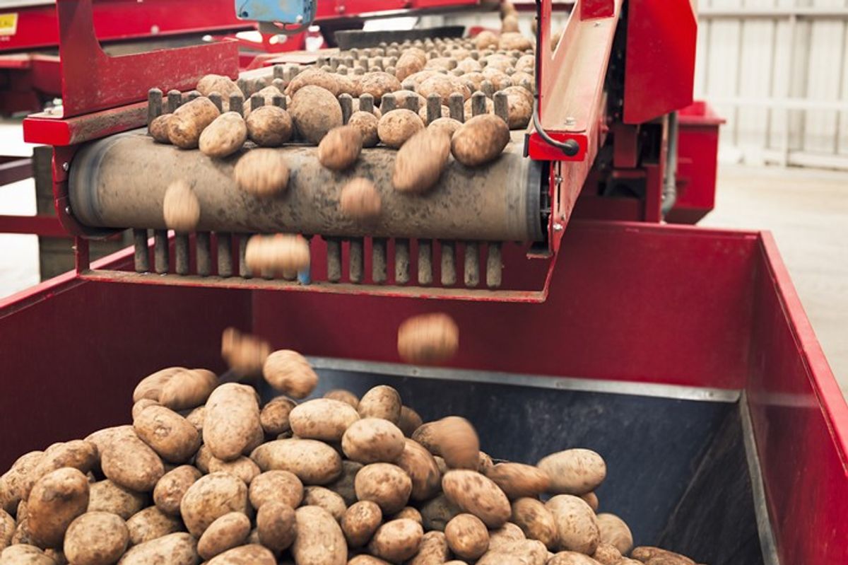 Potato harvest: Drought affected sizing, quality though shortage ruled out