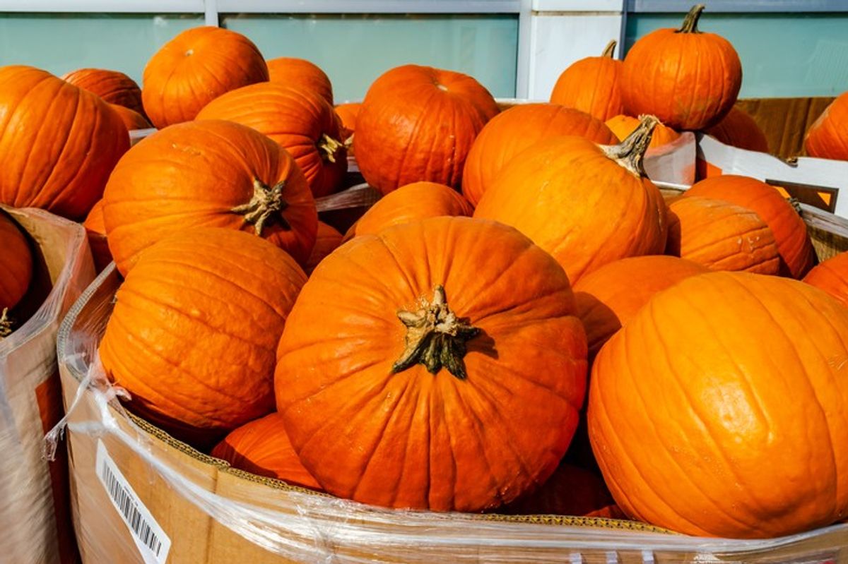 Morrisons under fire over hefty-priced pumpkins