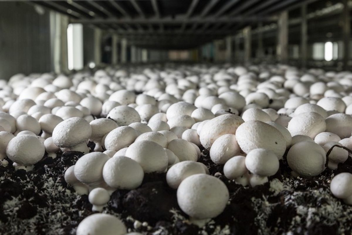 Mushroom industry in Northern Ireland could disappear, body warns