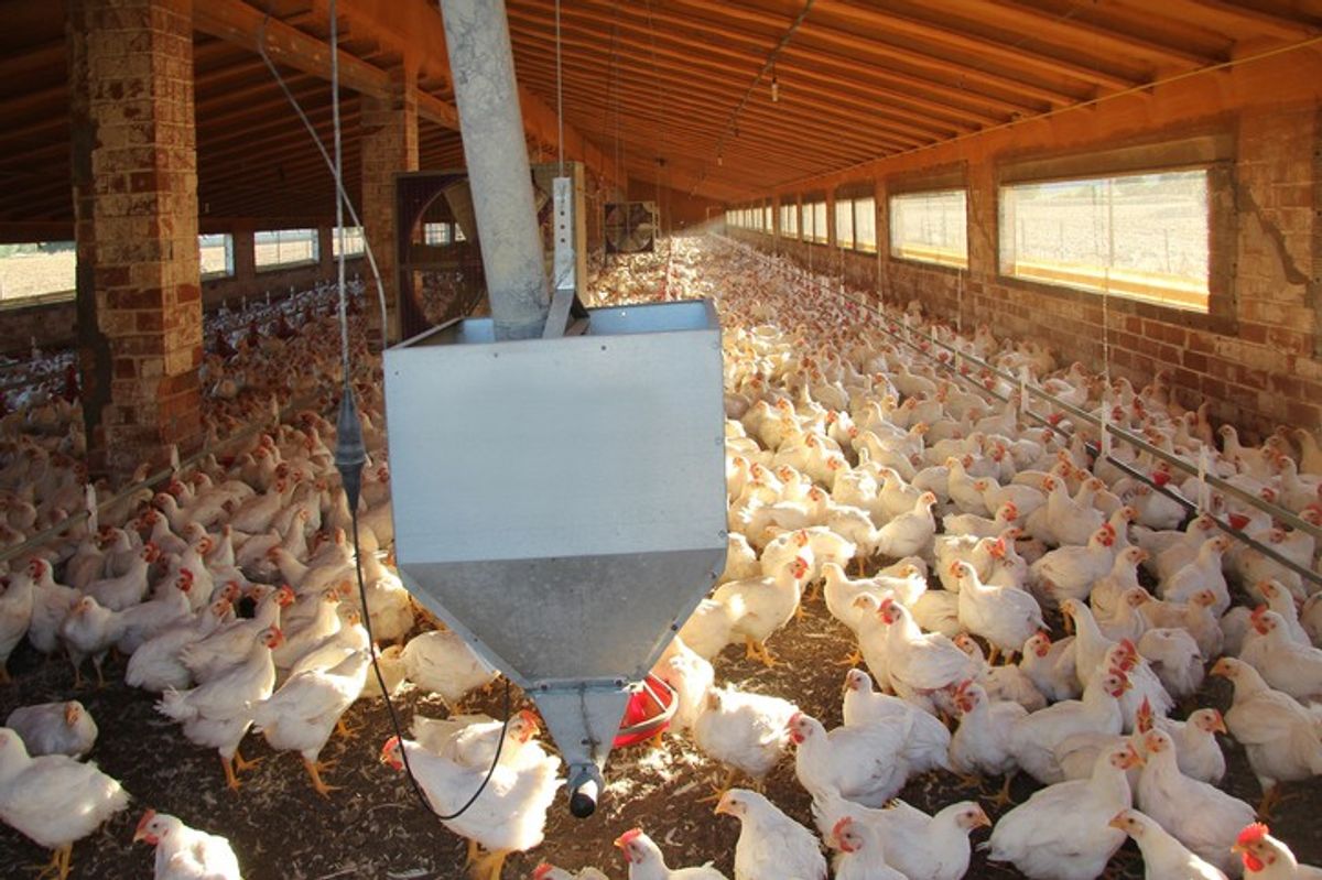 Polish supplier of chicken under scrutiny over use of antibiotics