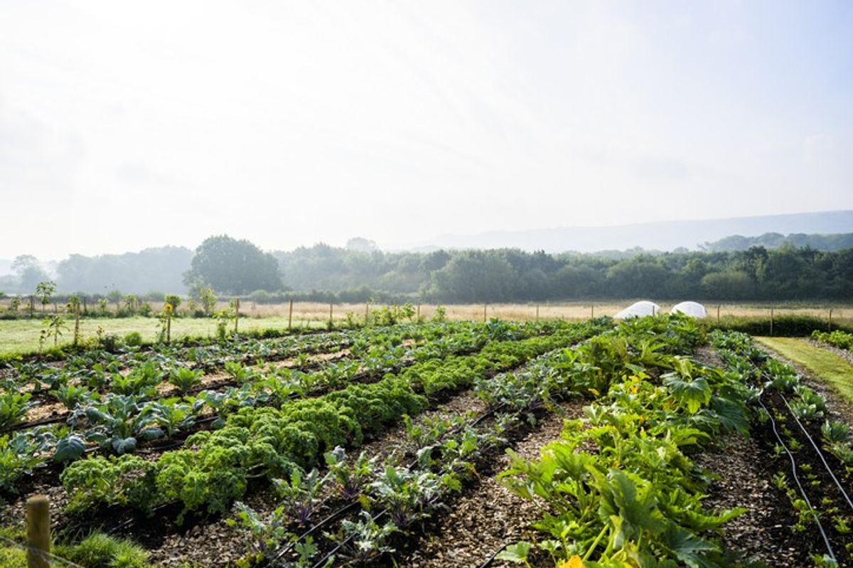 Diageo launches Scotch whisky regenerative agriculture programme in Scotland