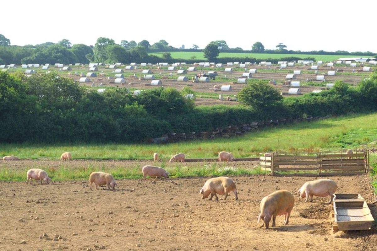 Pilgrim’s UK moves closer to Net Zero