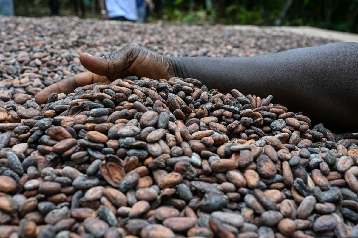 Ivory Coast cocoa harvest