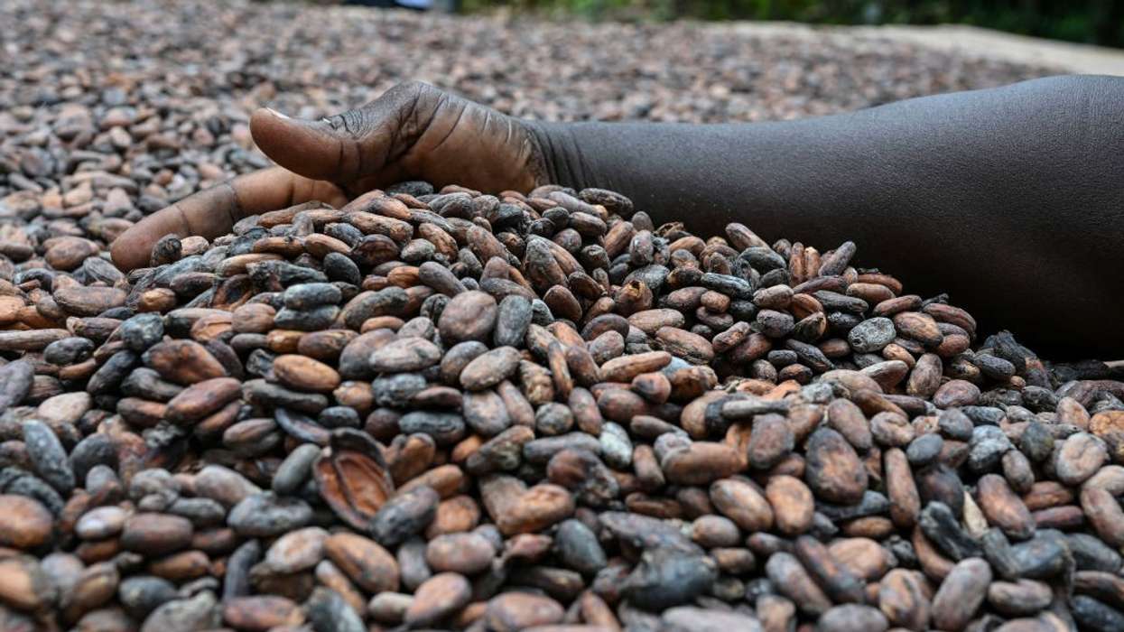 Ivory Coast cocoa harvest