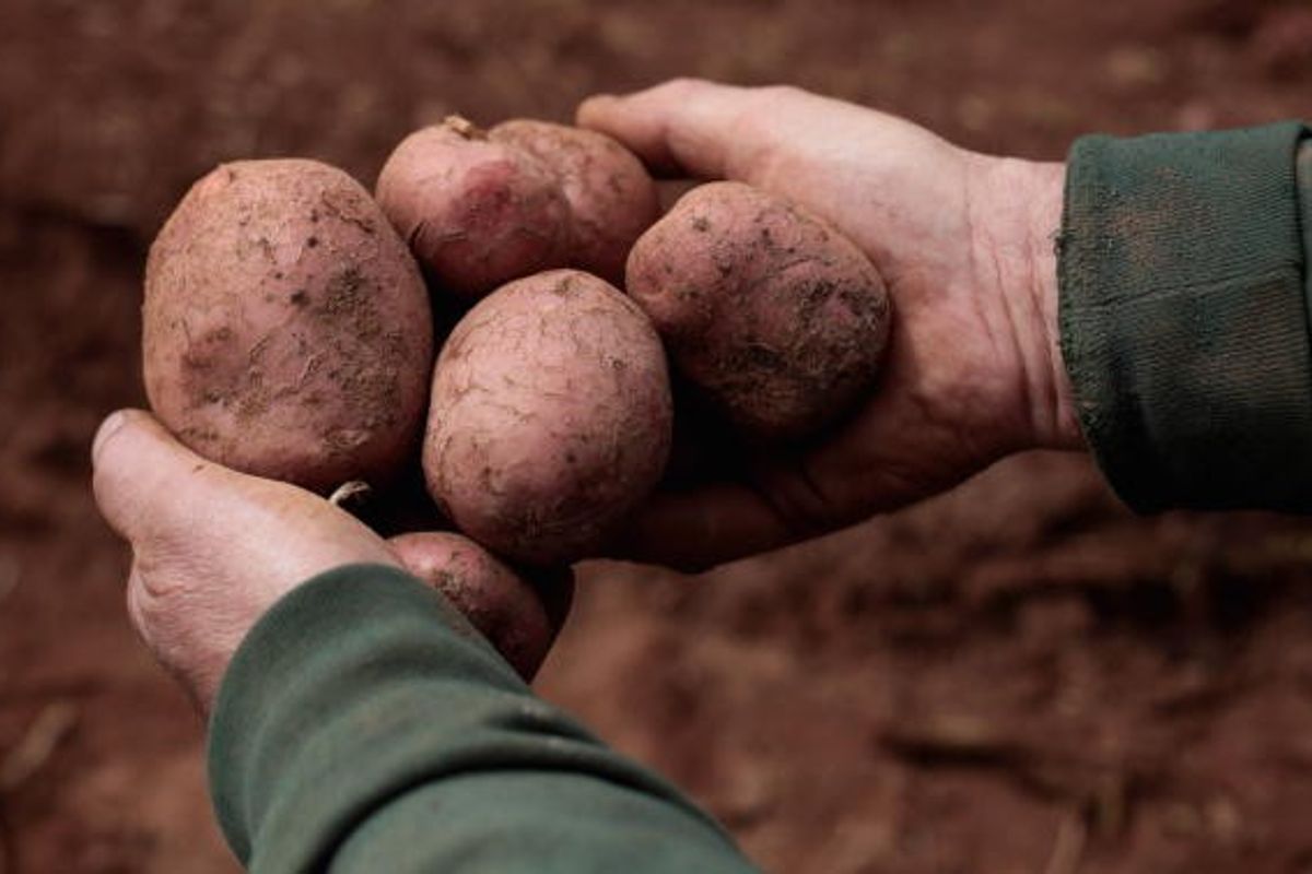 McCain Invests £30 Million to Support UK Farmers Amid Financial Pressures