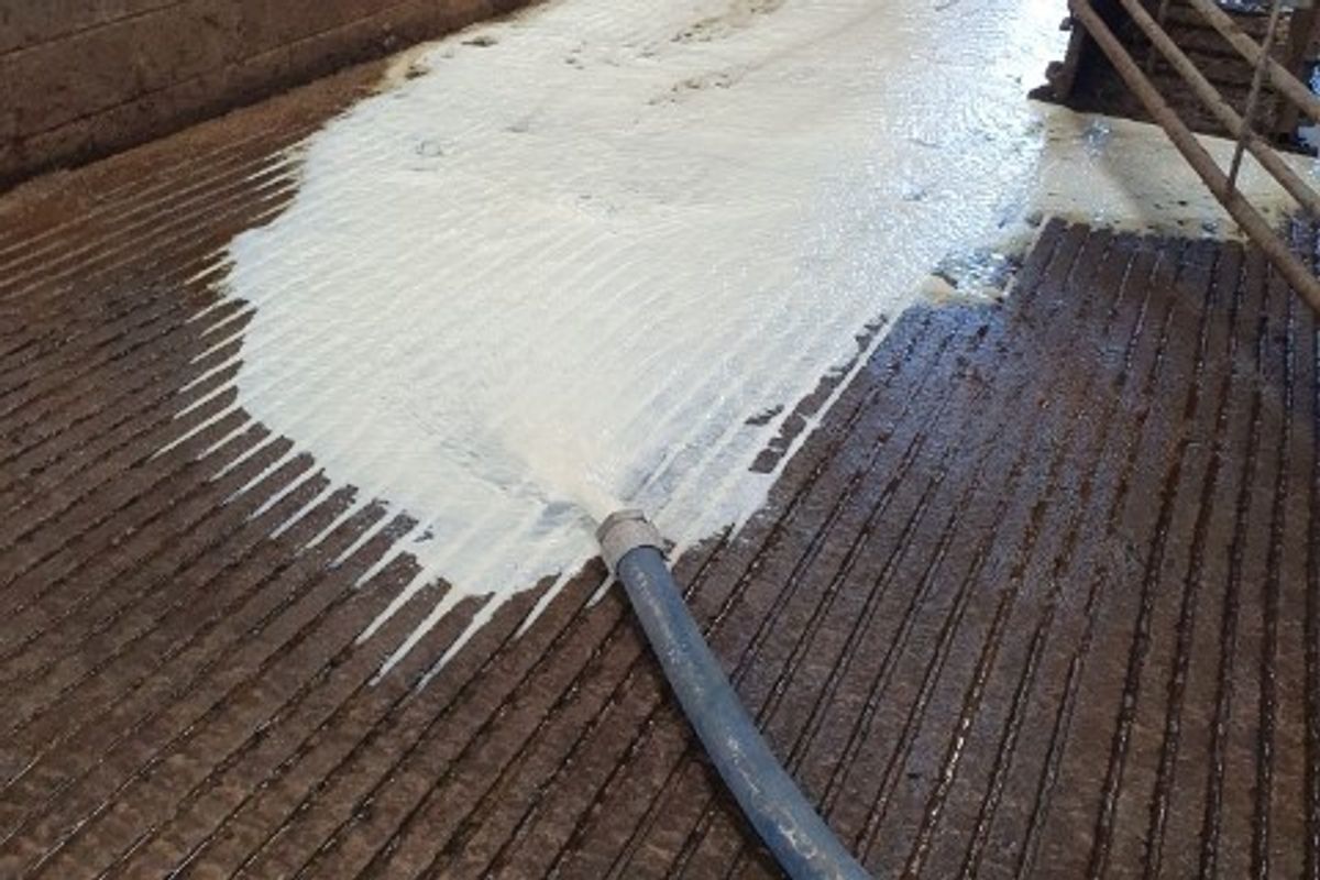 Dairy farmers destroy milk amid labour crisis