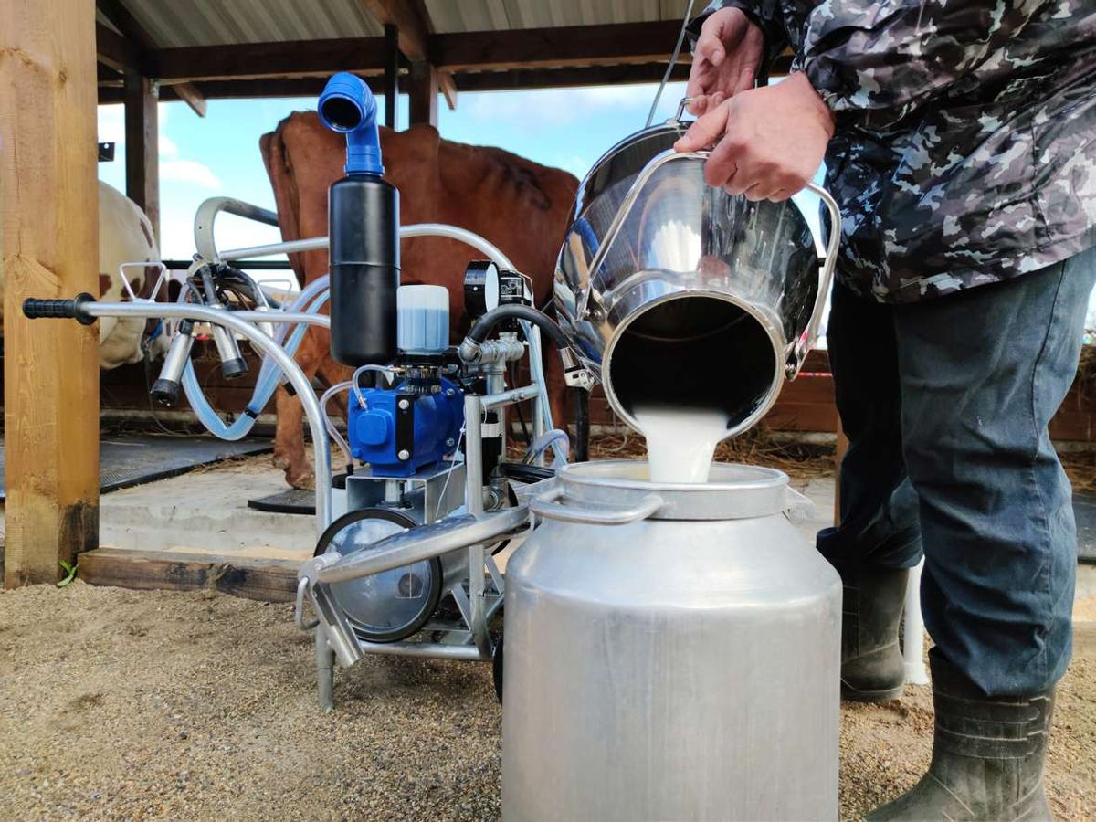 Milkman pours fresh milk from a cow with the help of an automated device for milking cows