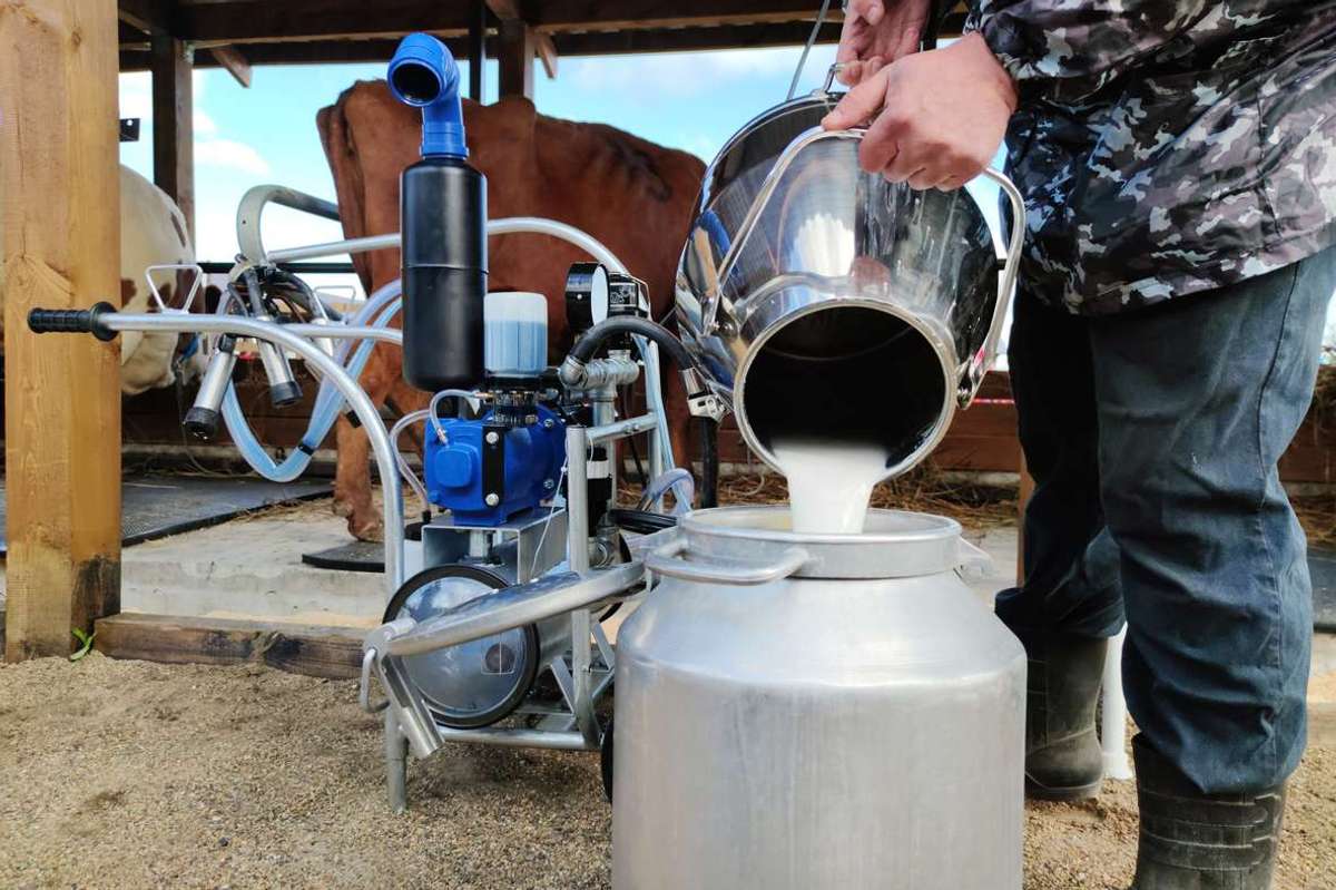 Milkman pours fresh milk from a cow with the help of an automated device for milking cows