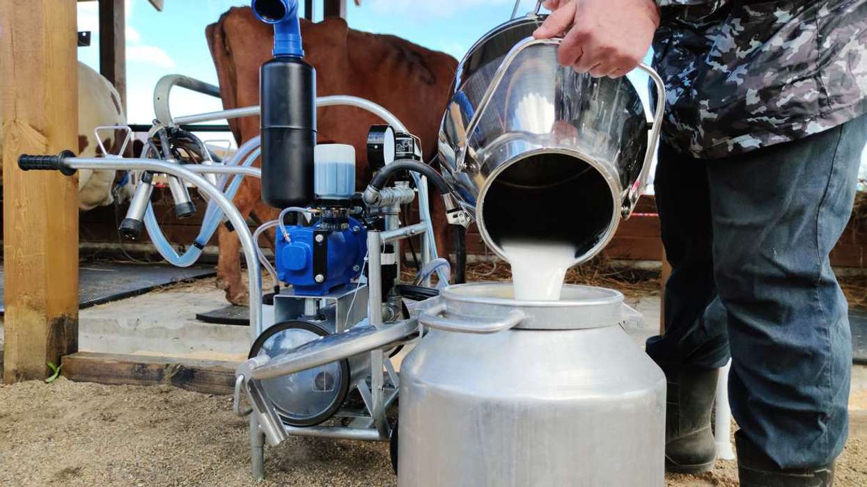 Milkman pours fresh milk from a cow with the help of an automated device for milking cows