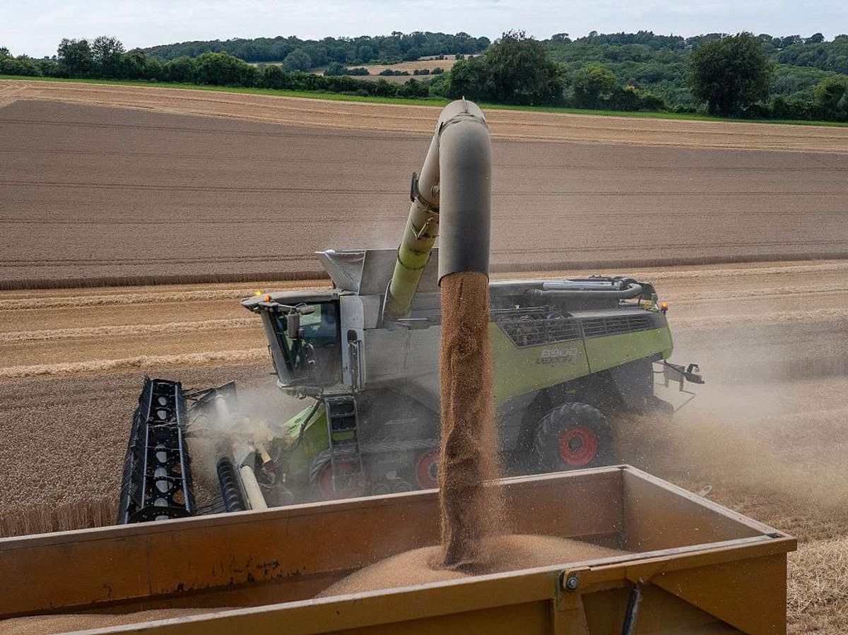 Milling Wheat is being harvested 