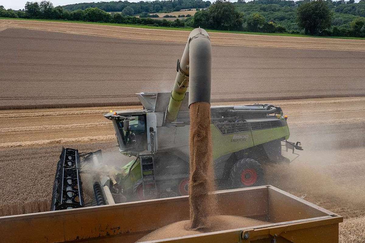 Milling Wheat is being harvested