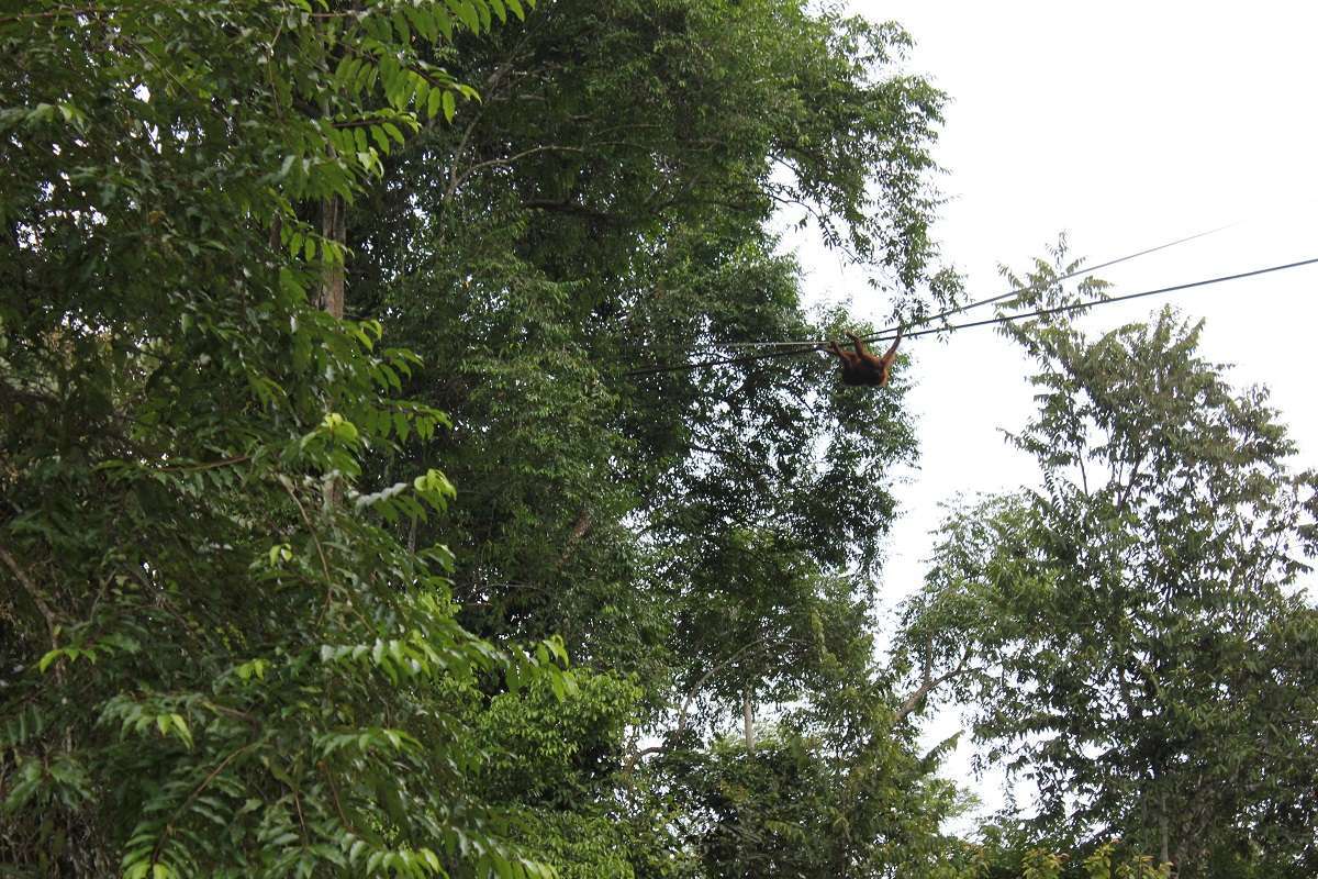 orangutan uses bridge built by Chester Zoo conservationists in Borneo