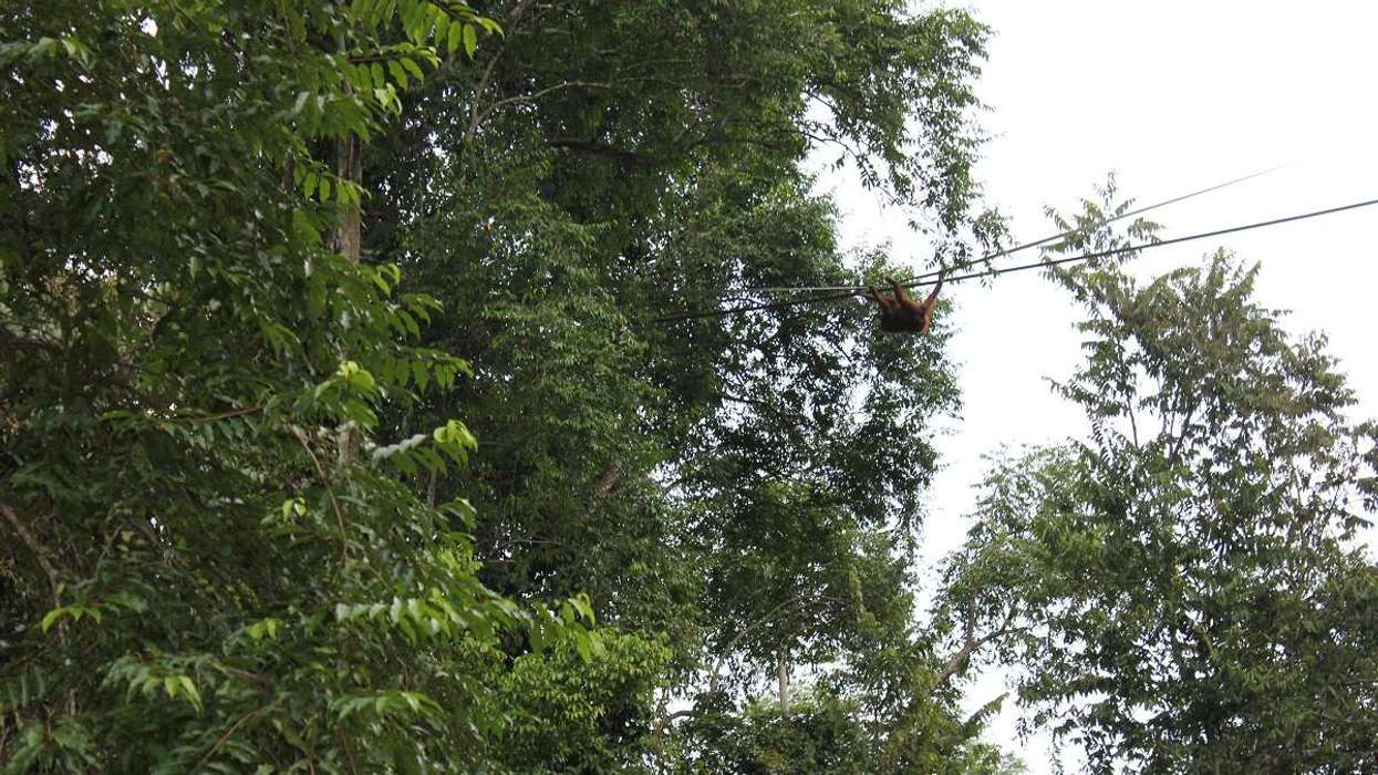 orangutan uses bridge built by Chester Zoo conservationists in Borneo