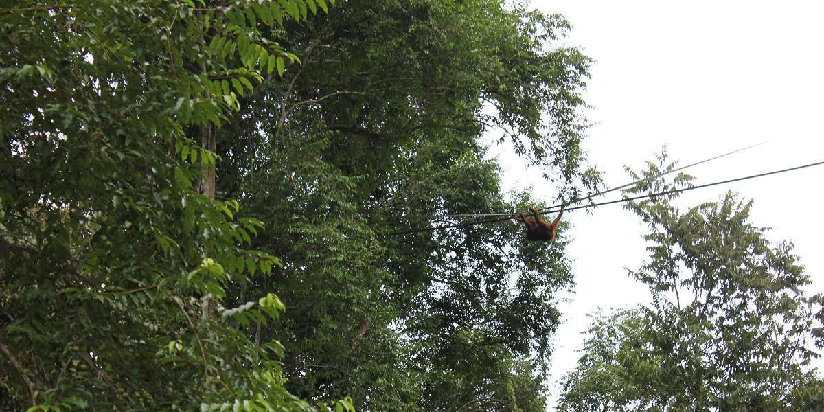 Ferrero UK Invests in Borneo Biodiversity Research