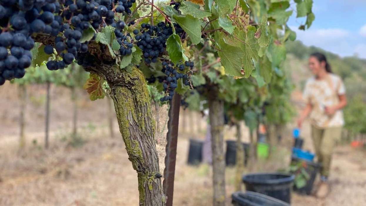 Palestinian vineyard