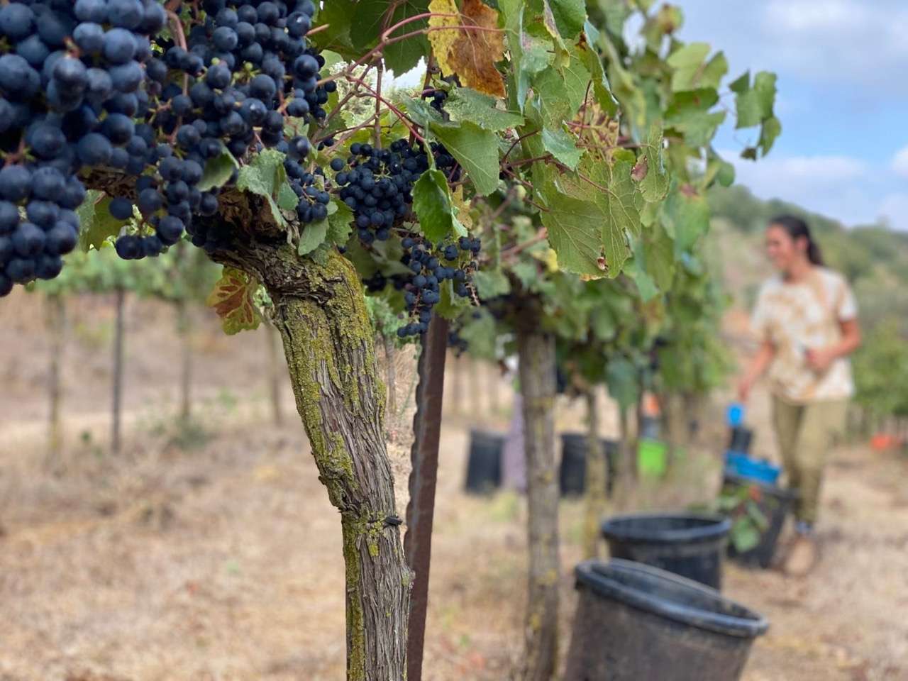 Palestinian vineyard
