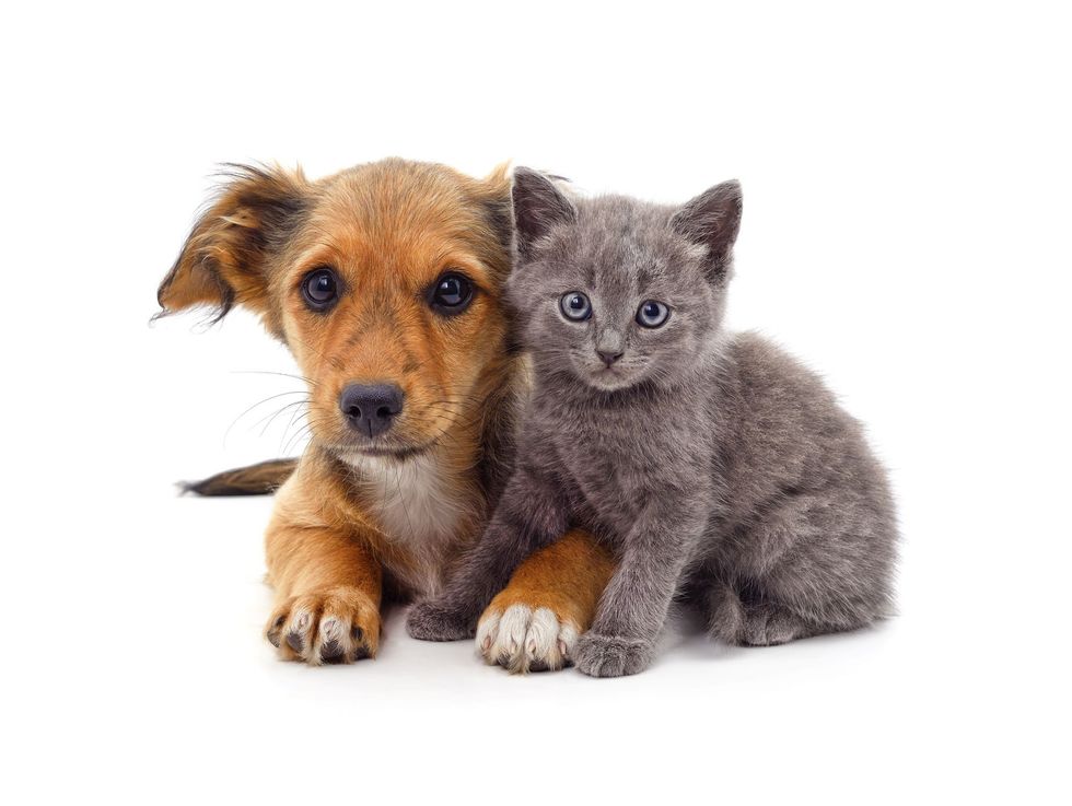 Pet care stocking tips c-stores 2025