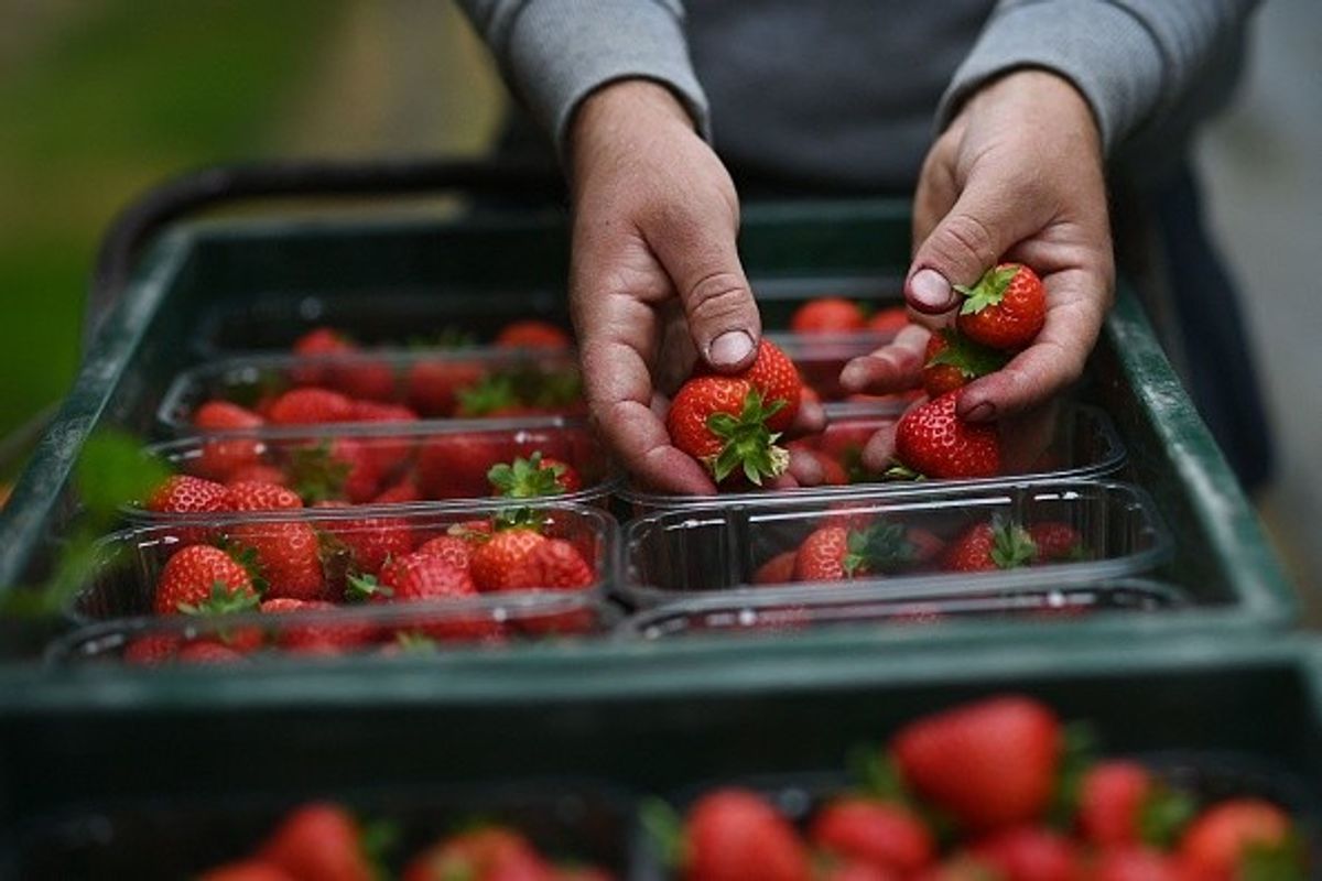 Weather conditions lead to bumper strawberry harvest