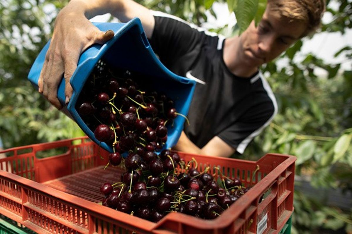 Bumper harvest of cherries set to hit UK market