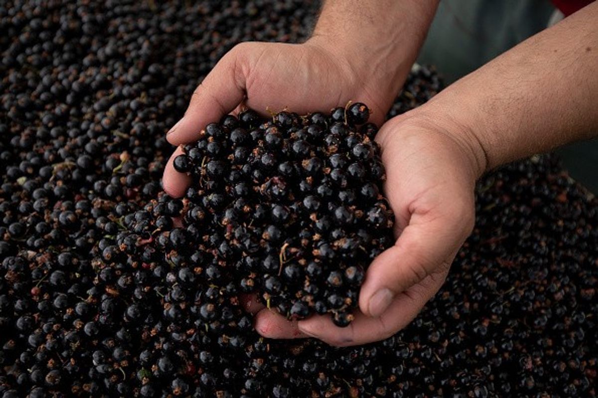 Sunshine renews hope for British blackcurrant crop