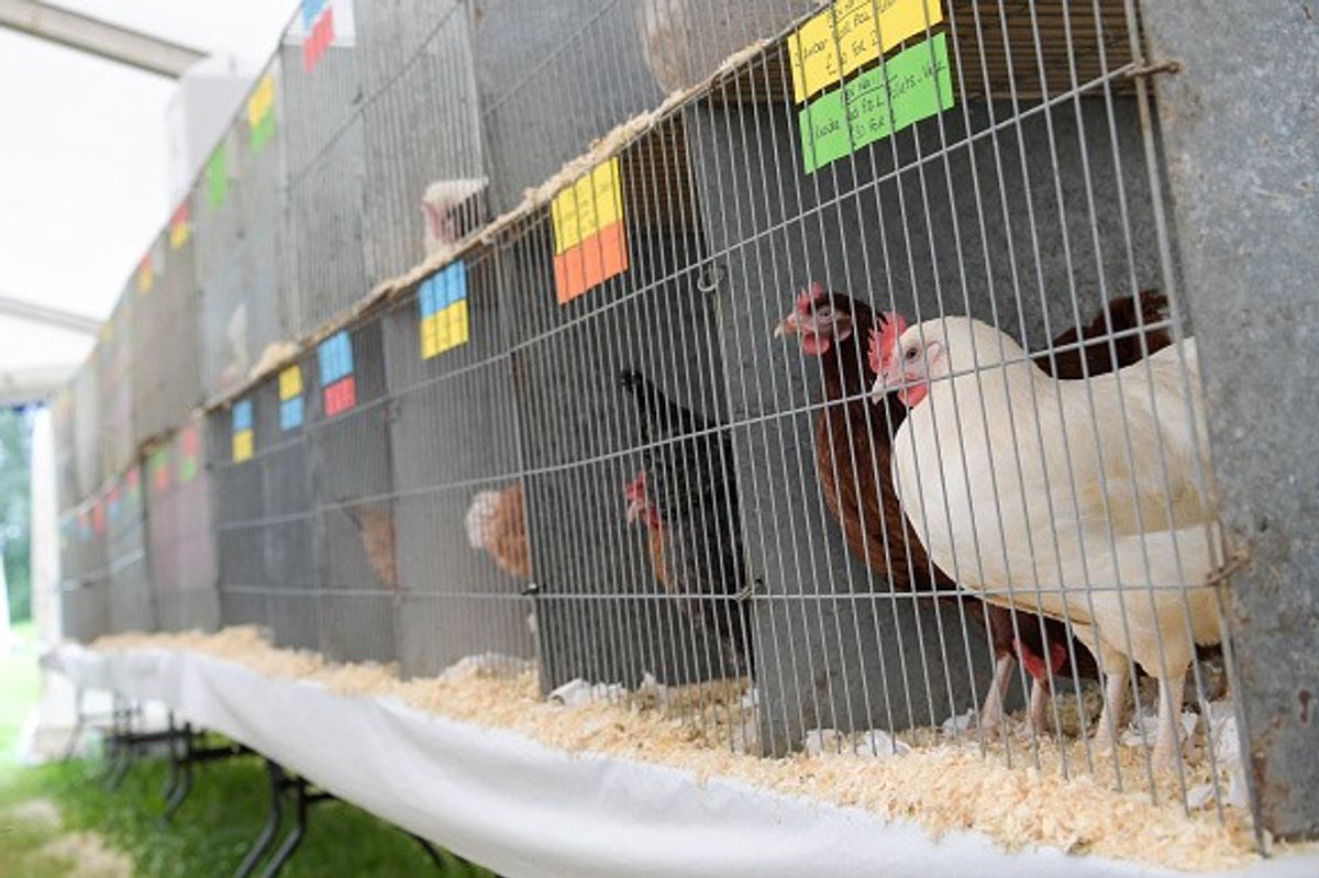 UK chickens still labelled free-range despite never seeing outdoors