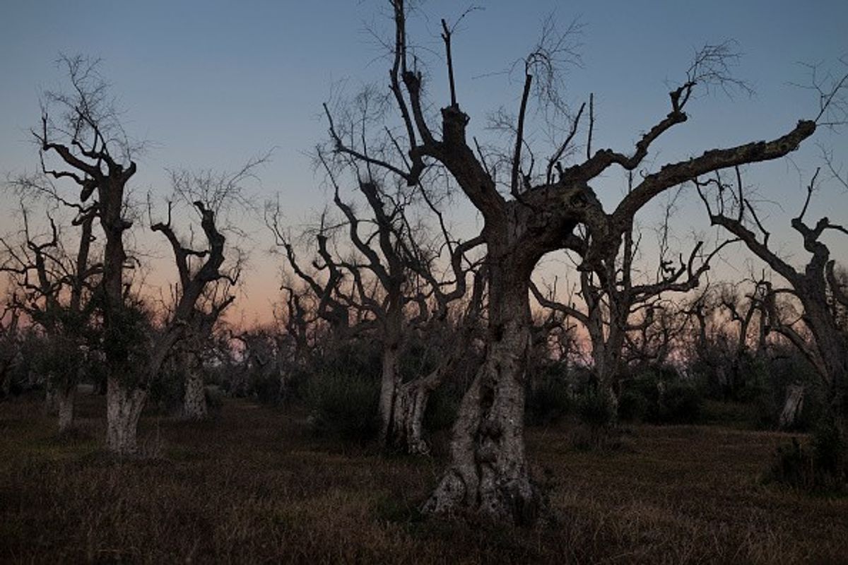 Drought in Italy threatens olive oil, risotto rice supply
