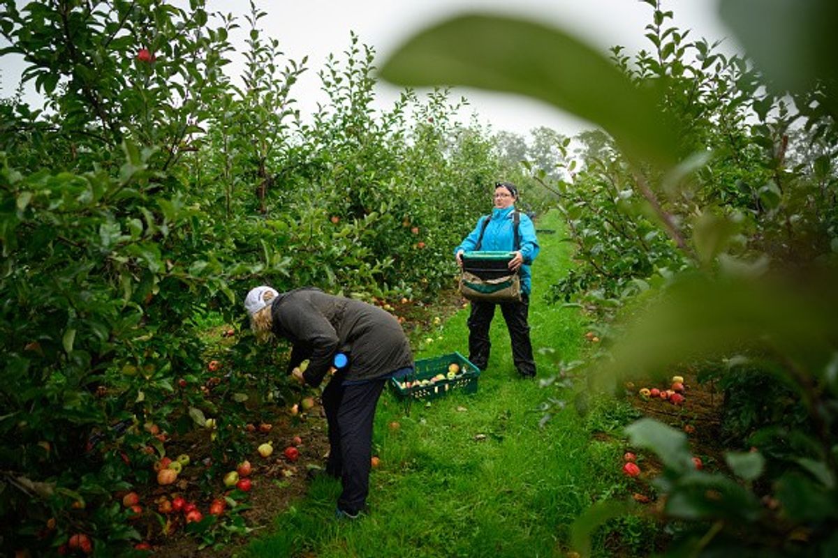Over half of farmers not confident about future of British food production