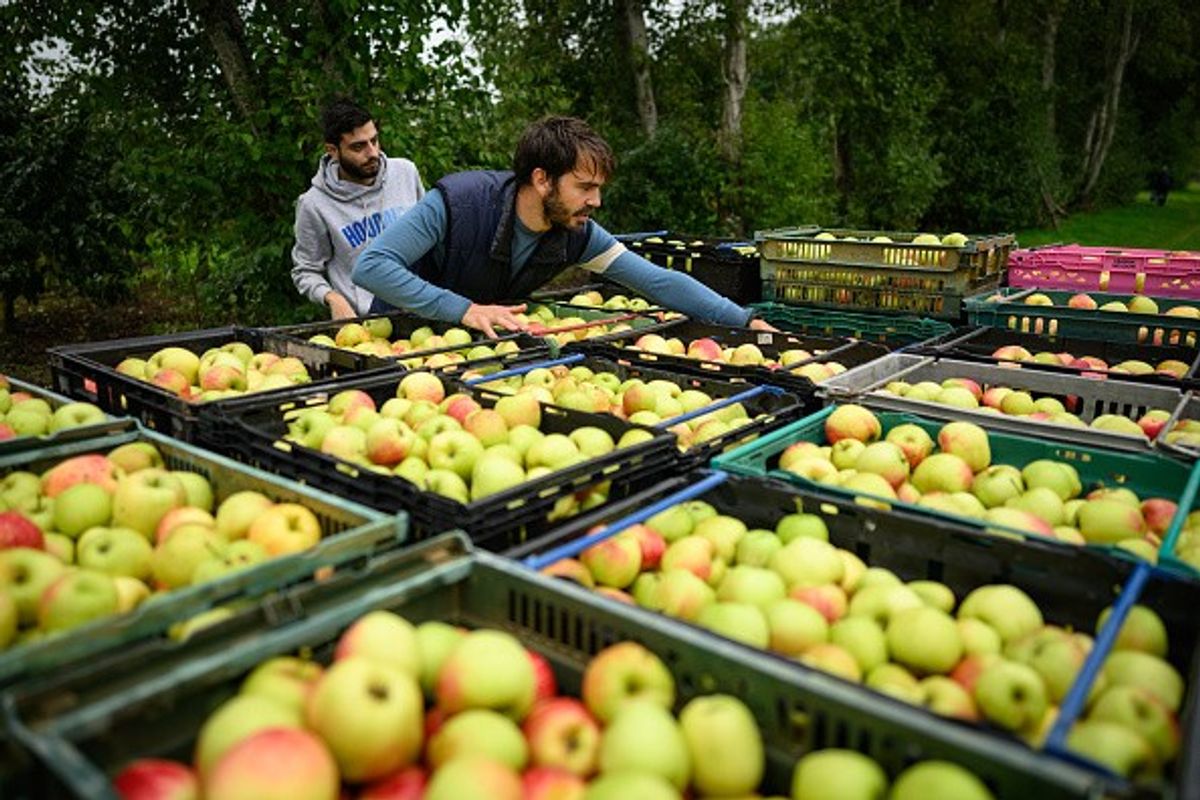 British apple industry is on 'knife-edge'