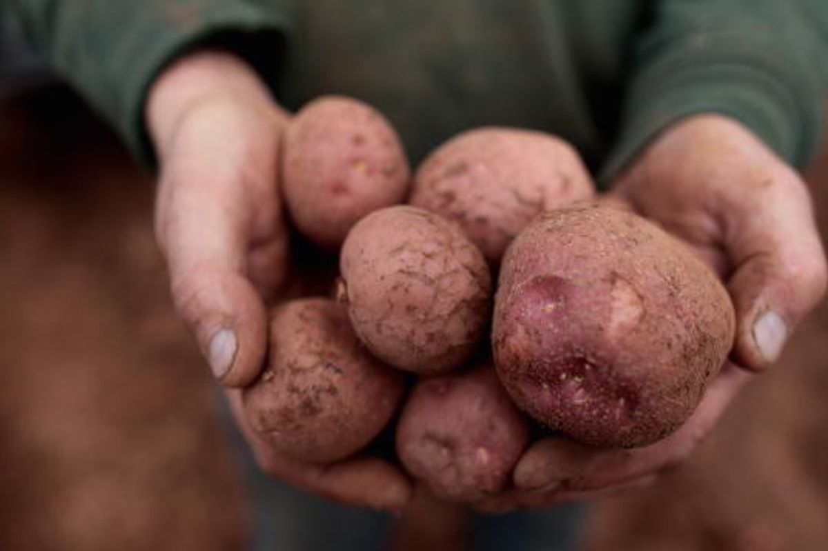 Potato prices soar amid record rainfall