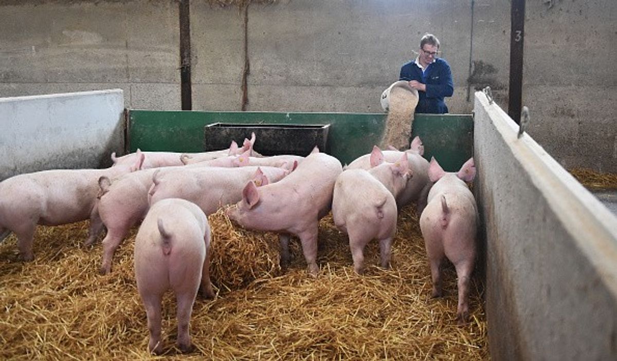 Cranswick continues to rein-in inflation costs