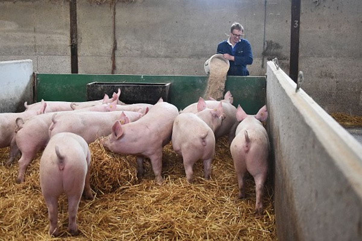 Cranswick continues to rein-in inflation costs