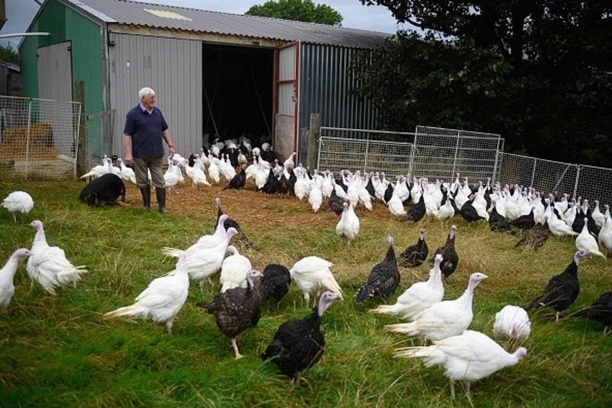 Fresh turkey prices spike as bird flu plays havoc