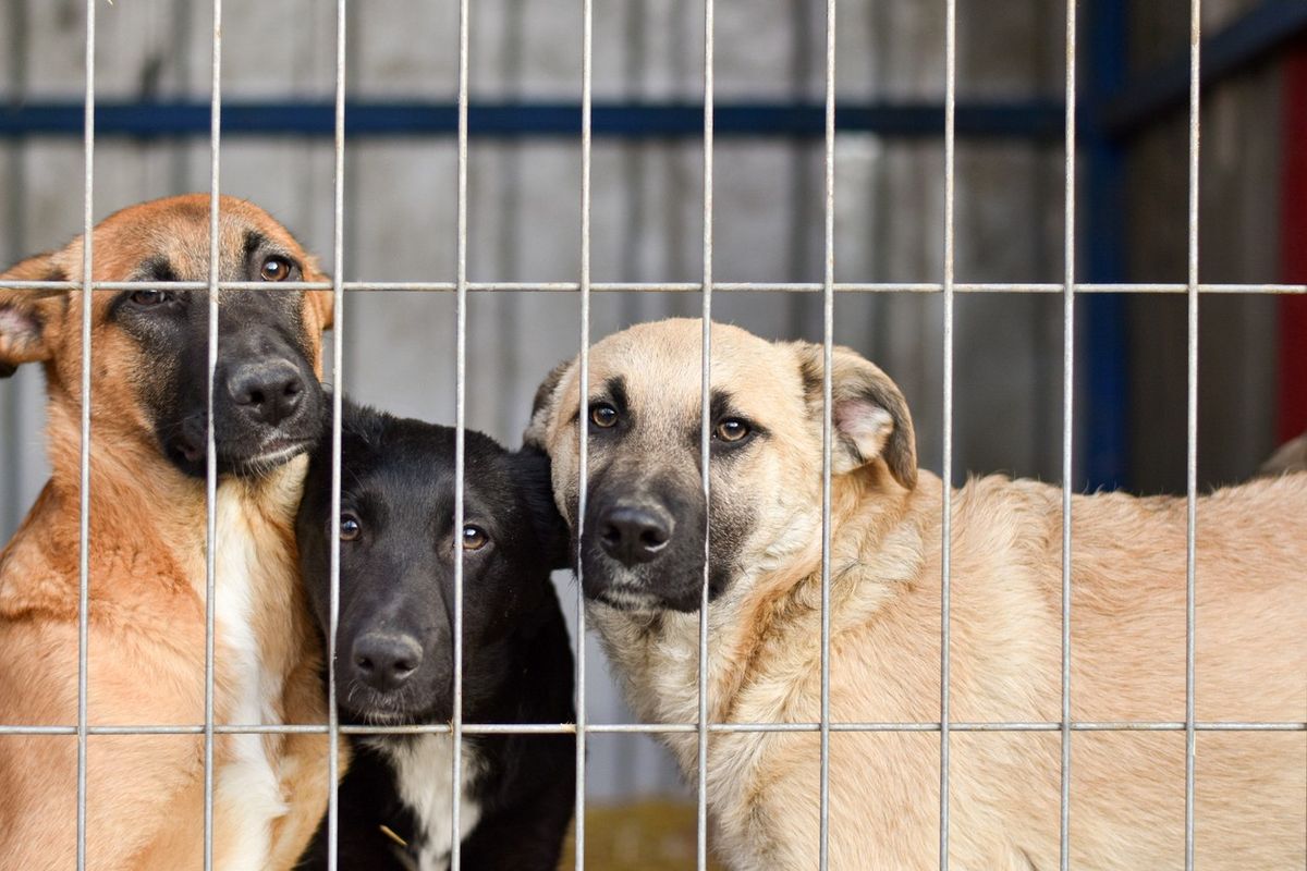 Pet care brand Butcher’s donates over 2.5 million meals to vulnerable dogs