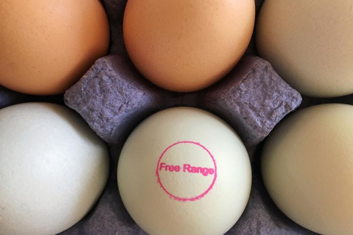 Free range eggs and plant-based products lead growth in ethical food market