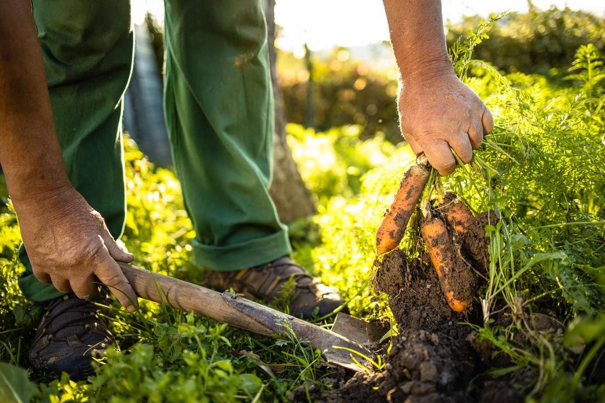 Unilever joins new €1bn regenerative agriculture fund