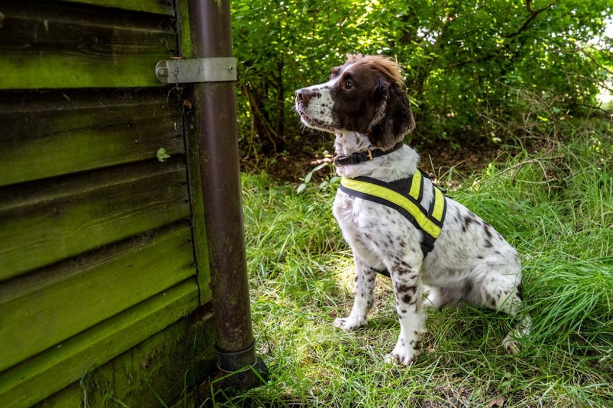 Police dog tracking suspect after knifepoint robbery at Colchester shop on London Road, Lexden