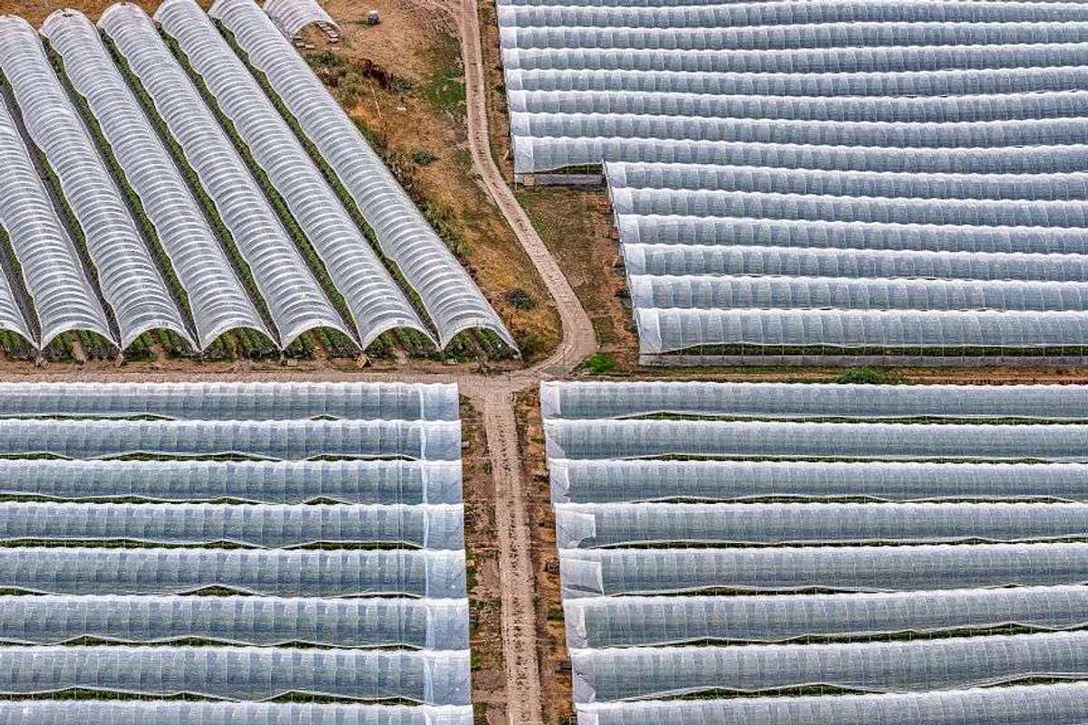 Polytunnels covering fruit plants