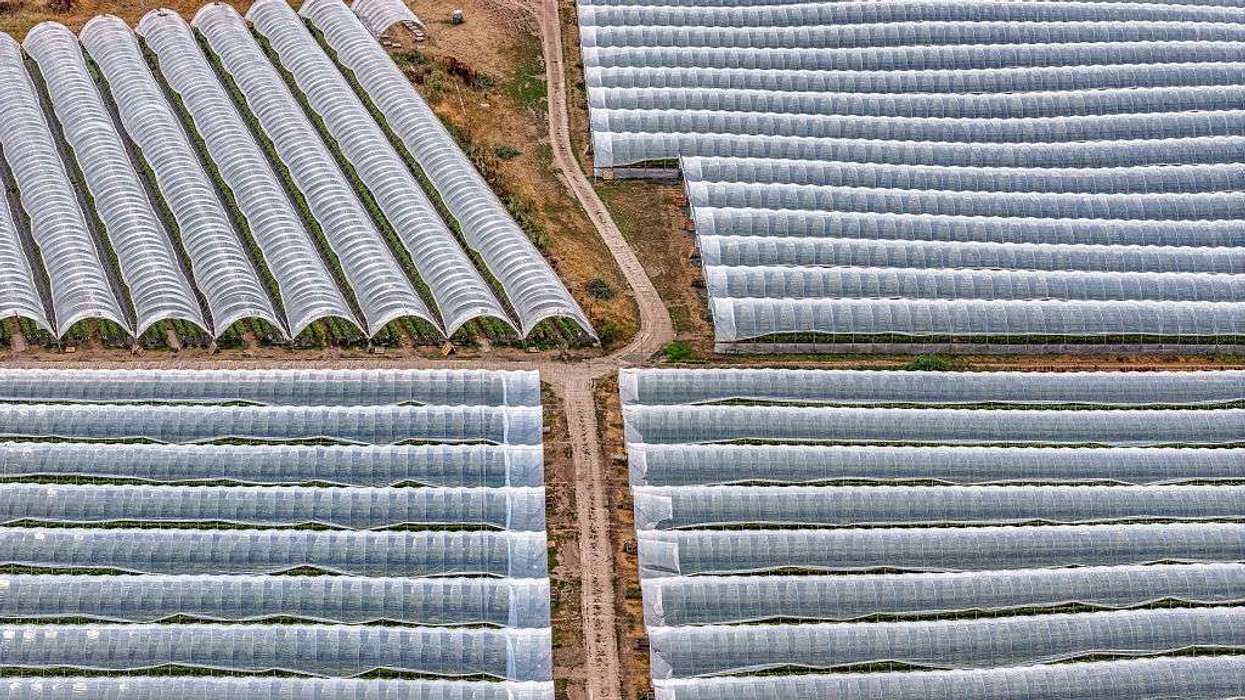 Polytunnels covering fruit plants