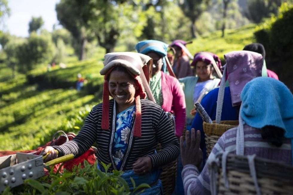 Rajamani plucker at Dunsandle Estate BBTC Flo ID 1562 2 smaller