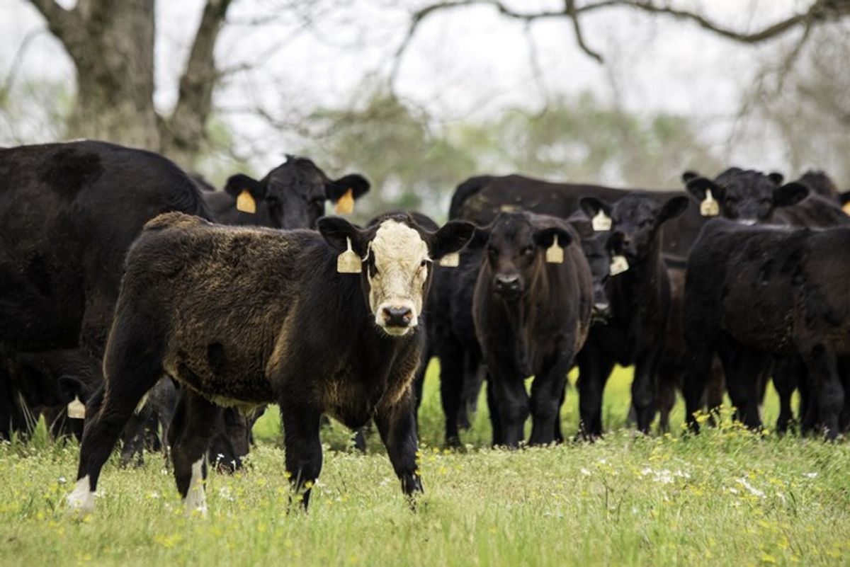 Health agency rules out risk to food safety as case of mad cow disease hit Somerset farm