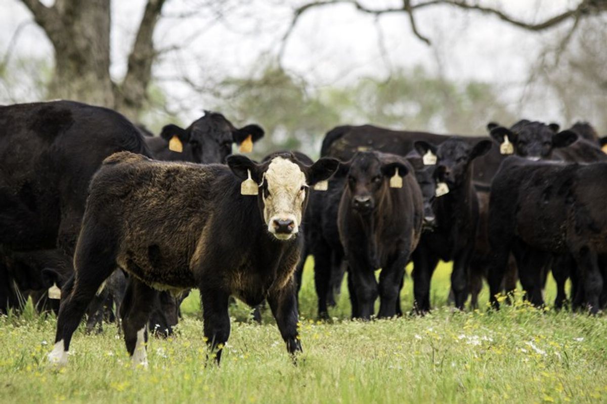 Health agency rules out risk to food safety as case of mad cow disease hit Somerset farm