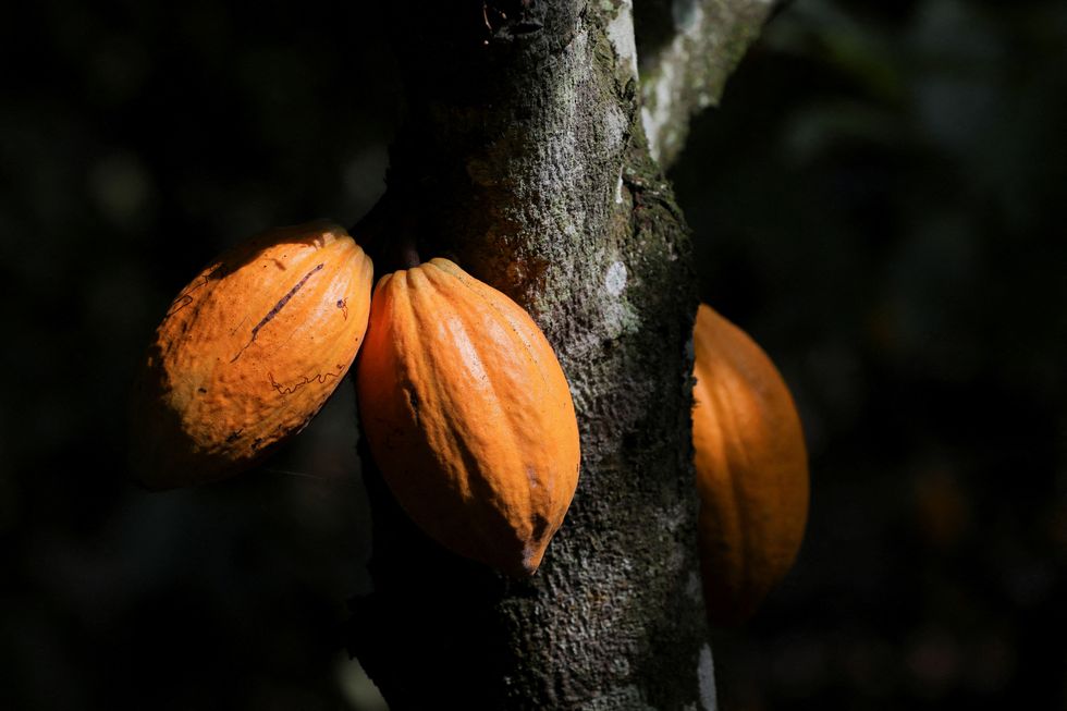 Ripe cocoa pods grow on a tree at a farm in Assin Foso, Ghana
