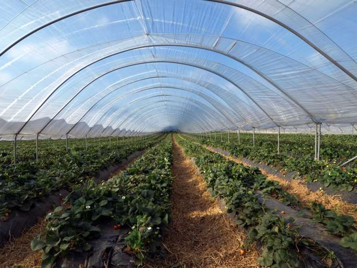 Rising energy costs threaten UK salad crop supply
