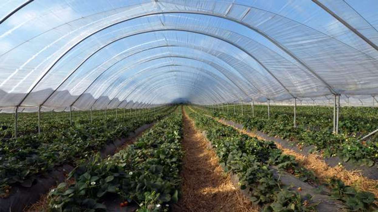 Rising energy costs threaten UK salad crop supply