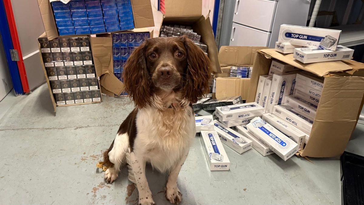 Sniffer dog with seized illegal cigarettes and vapes during Walsall Trading Standards raid