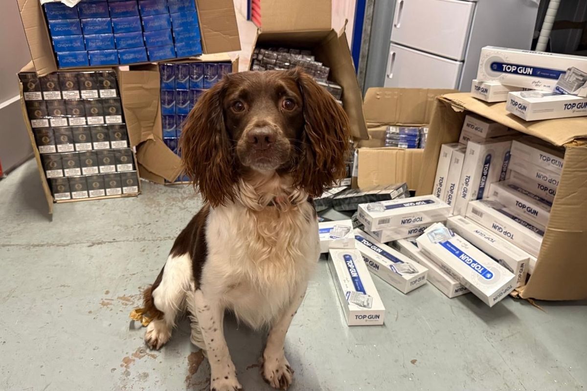 Sniffer dog with seized illegal cigarettes and vapes during Walsall Trading Standards raid