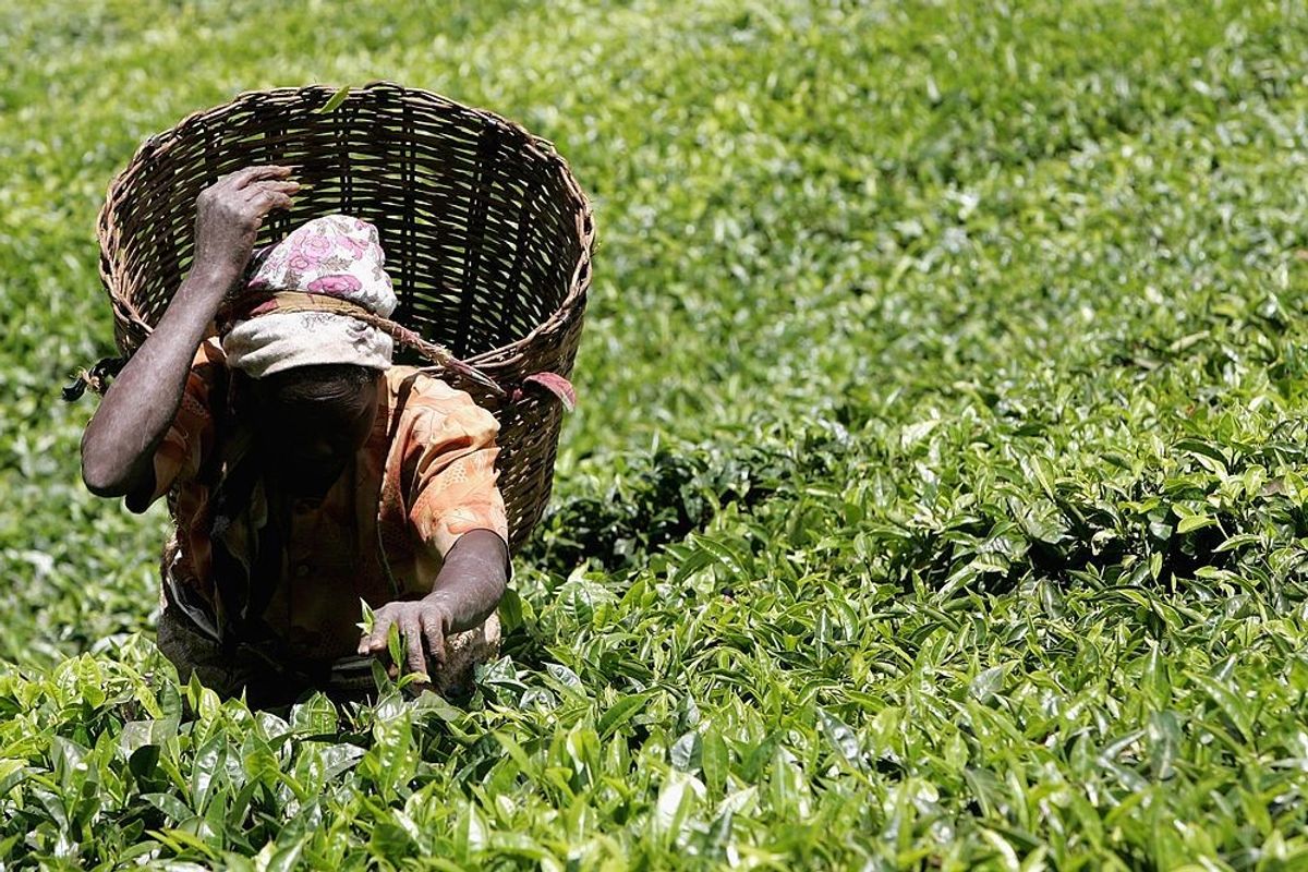 Tea giants Finlays and ekaterra lose sustainability certification after Kenya sex abuse probe