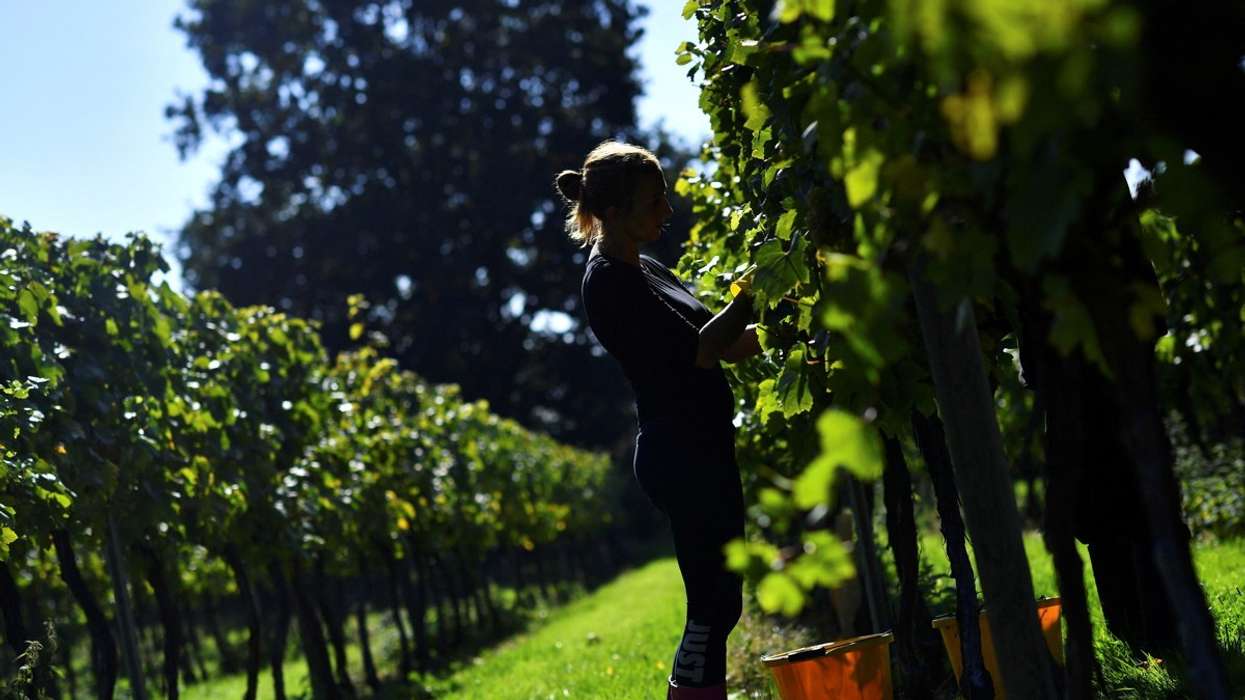 Tenterden Vineyard