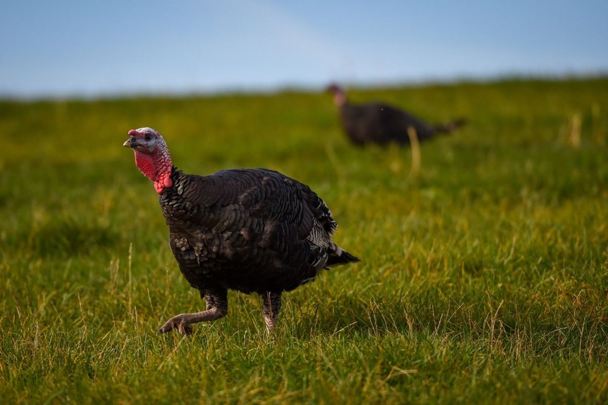 Defra eases Christmas turkey marketing rules following Bird flu outbreak